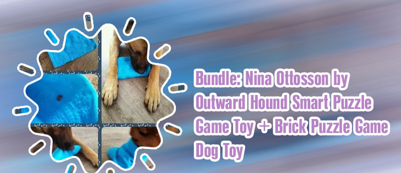 Mental stimulation games for dogs