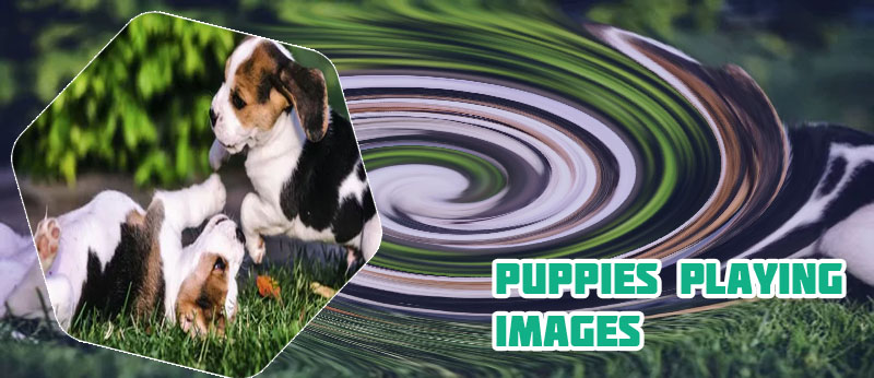 Puppies playing